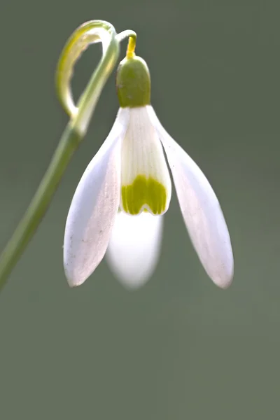 Primer plano de la gota de nieve — Foto de Stock