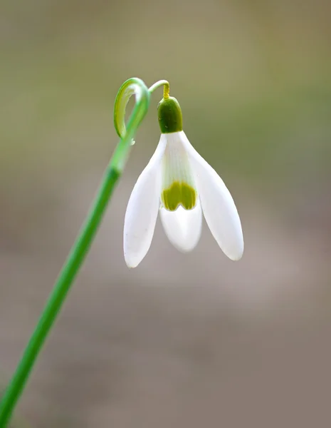 Primer plano de la gota de nieve — Foto de Stock