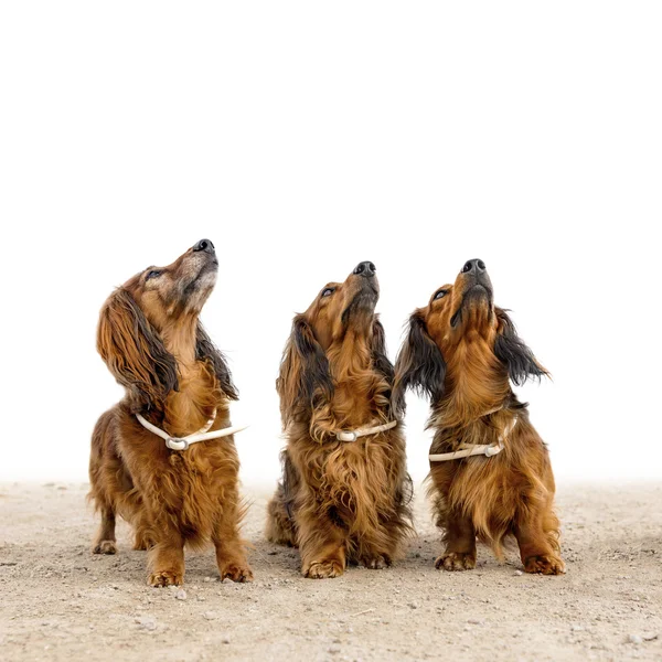 Drie honden — Stockfoto