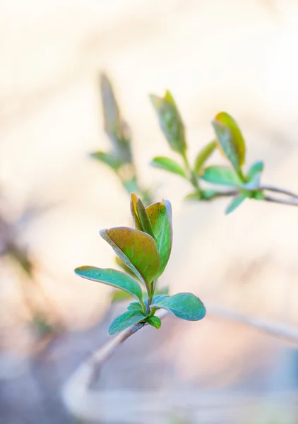 Pupeny zelených listů — Stock fotografie