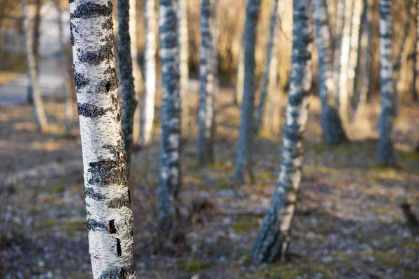 Björkar på våren — Stockfoto