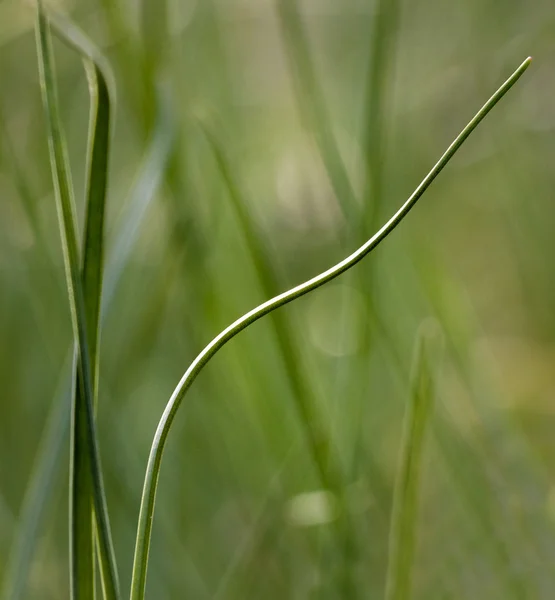 Frischer wilder Schnittlauch — Stockfoto