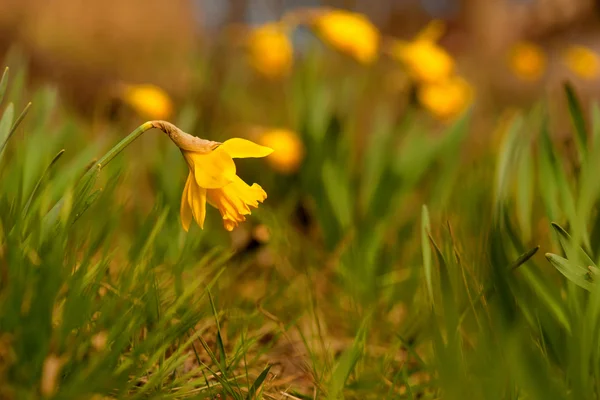 Daffodil on bright spring day — Stock Photo, Image