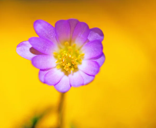 Lila blomma på gul — Stockfoto