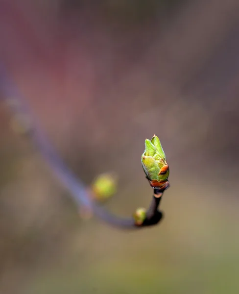 Bud of green leaf — Stock Photo, Image
