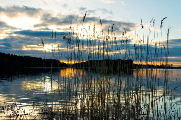 Roseaux au coucher du soleil — Photo