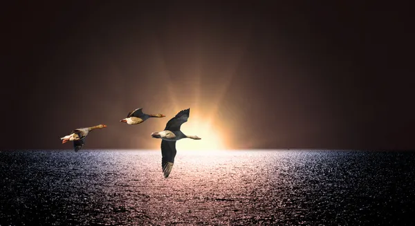 Geese over sea — Stock Photo, Image