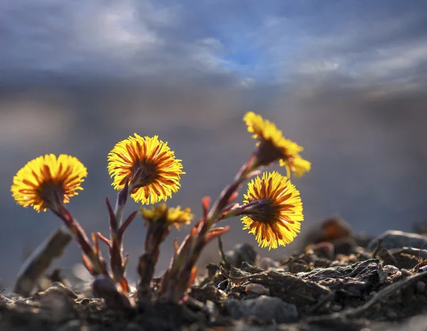 Group of back lit coltsfoot — Stock Photo, Image