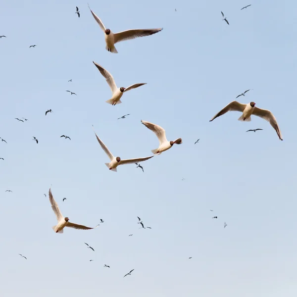 Flock svarta rubriken måsar — Stockfoto