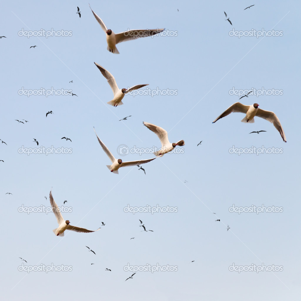 群黑色双头海鸥——图库图片© PinkBadger #44467957, image size:1024x1024