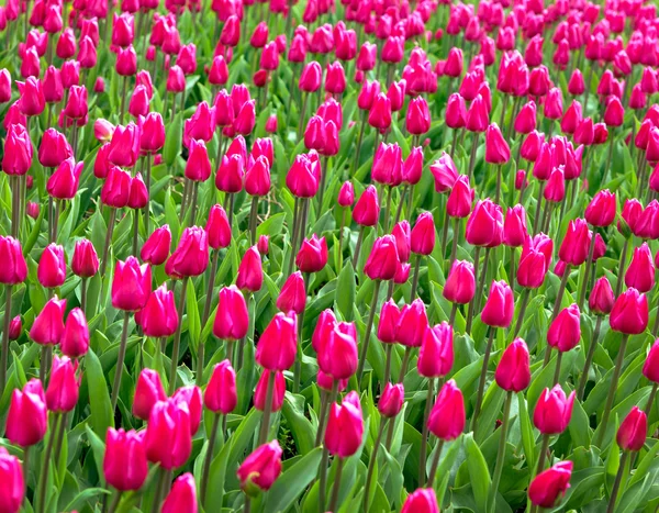 Красный или розовый тюльпаны — стоковое фото
