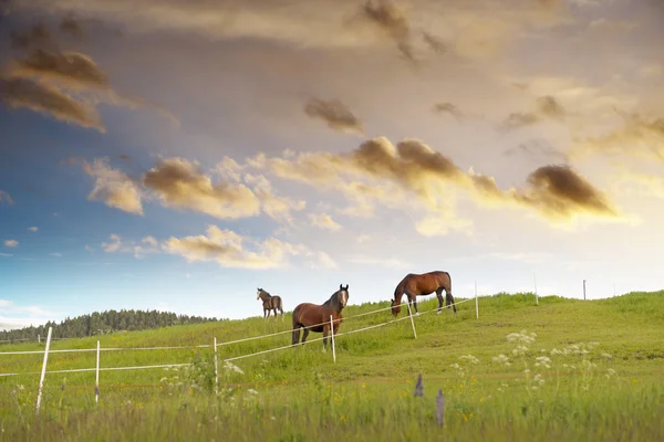 放牧马匹 — 图库照片