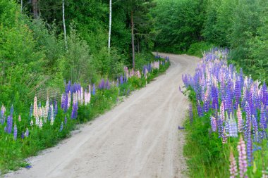 İsveç country road