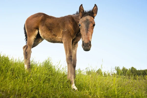 緑の野原で好奇心が強い馬 — ストック写真