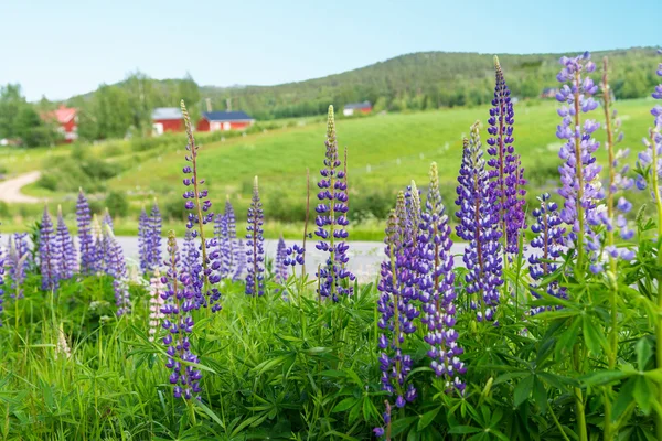 Švédské venkovské letní krajina — Stock fotografie
