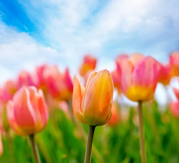 Rosa och gula tulpaner — Stockfoto