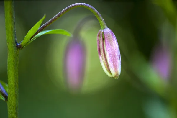 Mor lily çiçek tomurcuğu — Stok fotoğraf