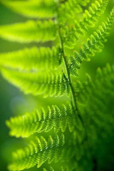 Back lit fern leaf — Stock Photo, Image