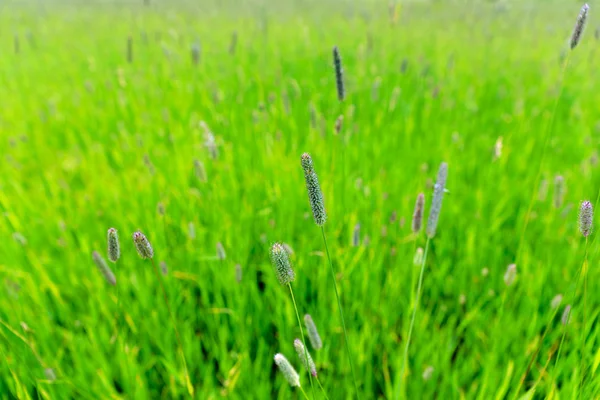 Timothy grass — Stockfoto