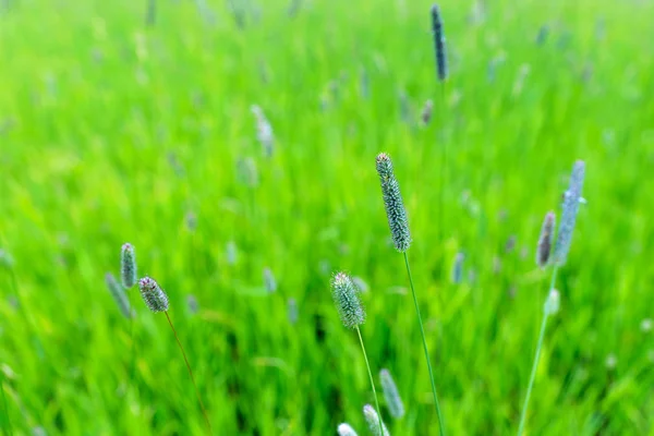 Timothy grass — Stock Photo, Image