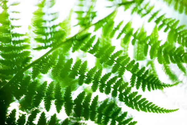 Fern leaves on blue sky — Stock Photo, Image