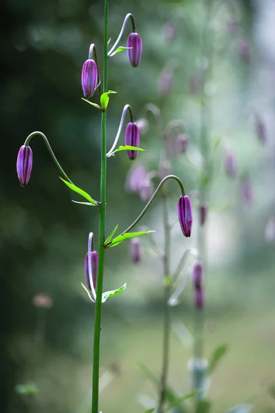 Lily blomma med knoppar — Stockfoto