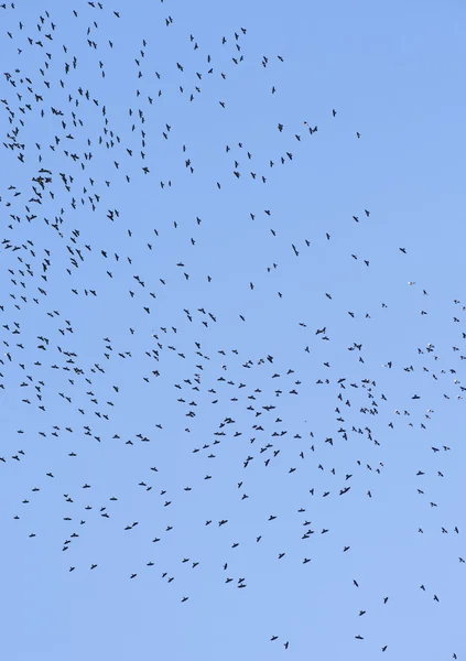 Stor flock fåglar — Stockfoto