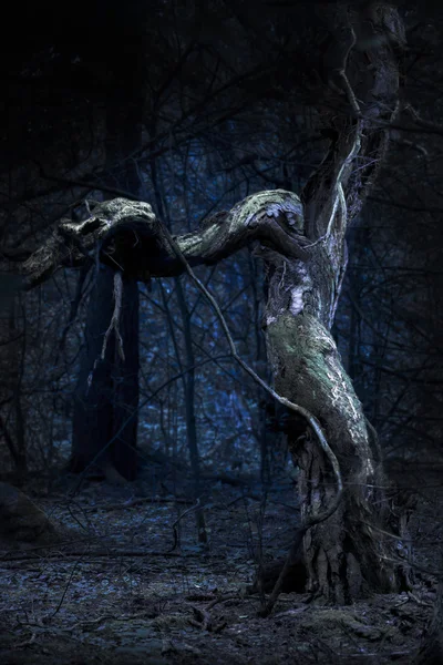 Assustador velha árvore — Fotografia de Stock