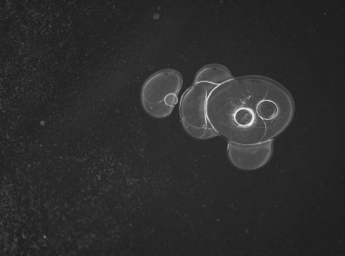 Donmuş gölün buzunda dairesel hava kabarcıkları