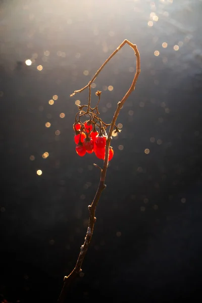 小さな枝に赤い冷凍果実暗い水や氷の背景 — ストック写真