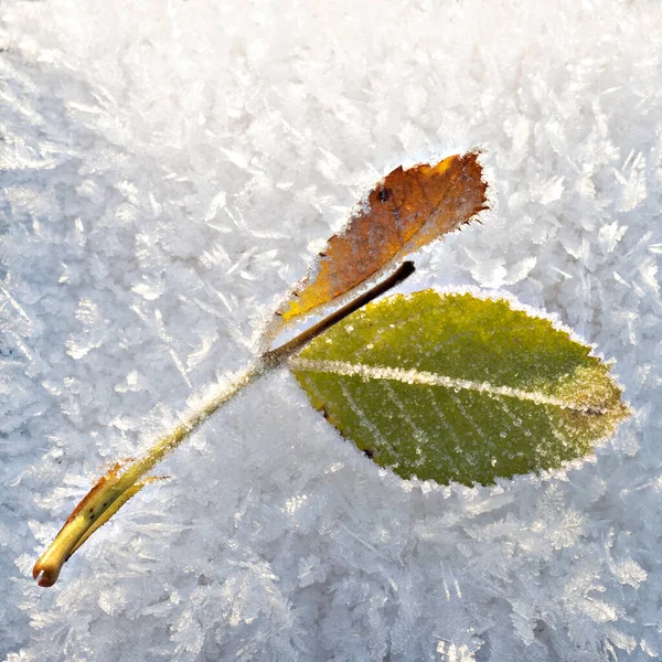 Yeşil Turuncu Yapraklar Buz Kristalleri Üzerinde Don Ile — Stok fotoğraf