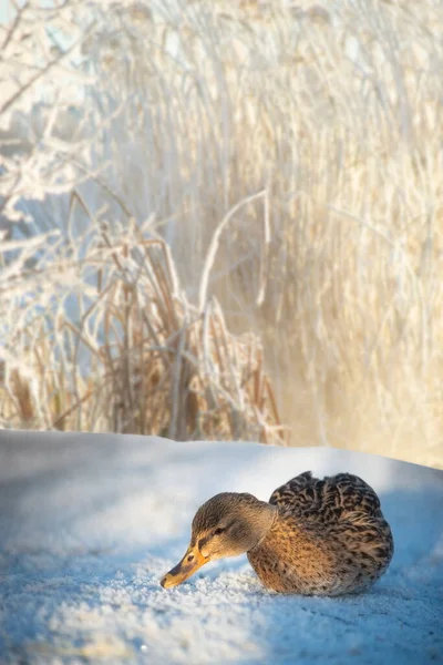 Güneşli Kış Gününde Arka Planda Kamışlarla Karda Dişi Yaban Ördeği — Stok fotoğraf