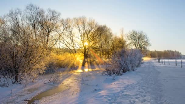 Representación Rayos Sol Filtrados Través Ramas Árboles Cubiertos Nieve Día — Vídeos de Stock
