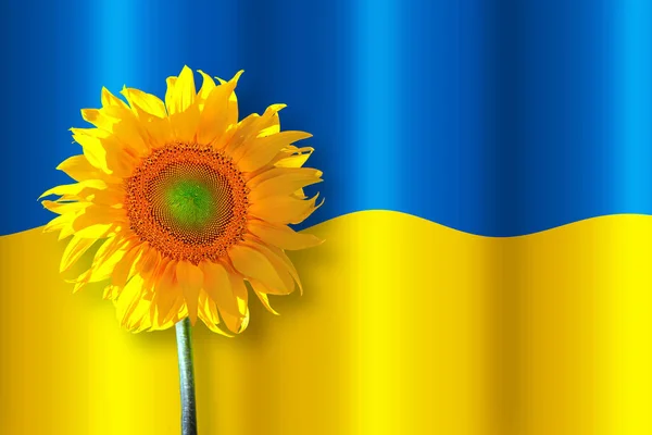 Ukraine Flagge Mit Sonnenblume Vordergrund Schatten Mit Effekt Die Flagge — Stockfoto