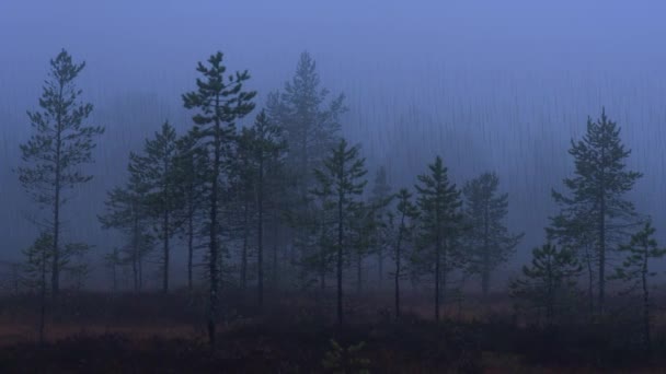 Düstere Skandinavische Sumpflandschaft Der Dämmerung Und Bei Starkem Regen — Stockvideo
