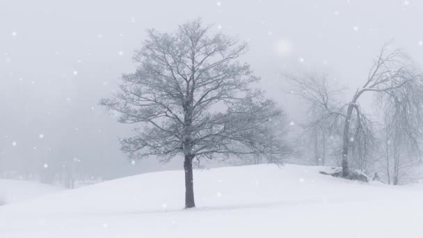 Panning Paisagem Inverno Incolor Tranquila Com Árvores Nuas Queda Neve — Vídeo de Stock