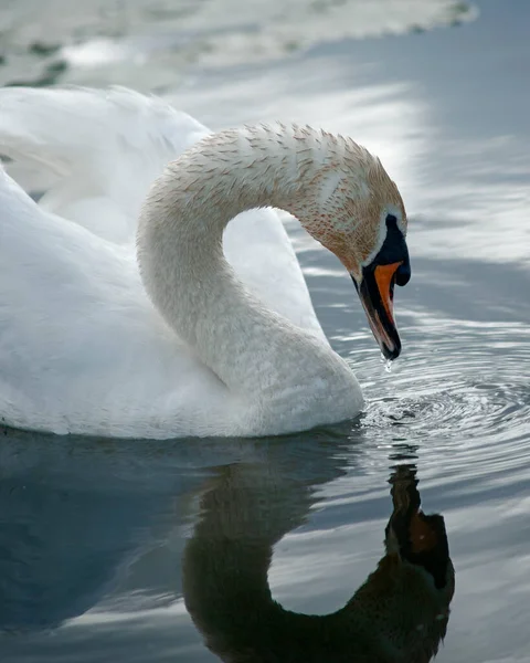 Белый Спина Освещенный Лебедь Воде Ярком Солнце — стоковое фото