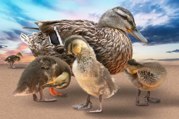 Female Mallard Ducklings — Stock Photo, Image