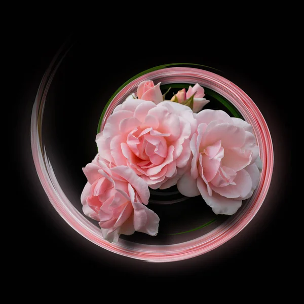 Three Dimentional Bouquet Pink Roses Black — Stockfoto