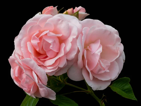 Bouquet Pink Roses Black —  Fotos de Stock