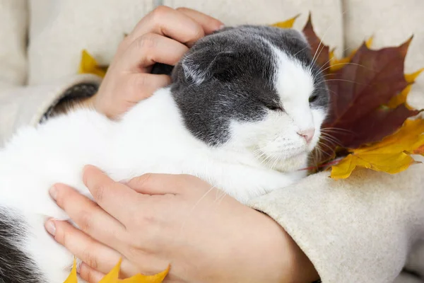 Una Mujer Abrigo Abraza Gato Somnoliento Con Hojas Arce Tema — Foto de Stock