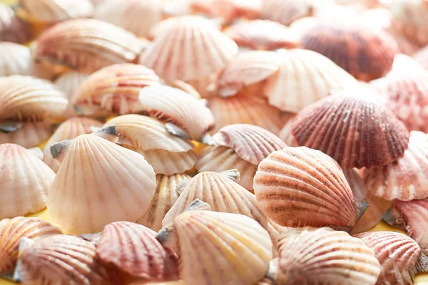 Identische Muscheln Aus Muscheln Nahaufnahme Sommer Und Reisekonzept — Stockfoto