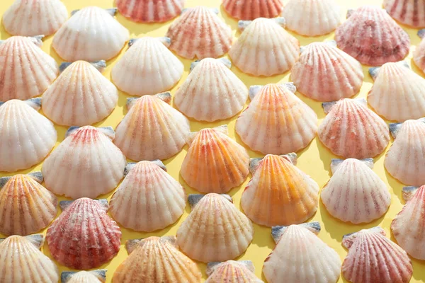 Identische Muscheln Auf Gelbem Hintergrund Sommer Und Reisekonzept — Stockfoto