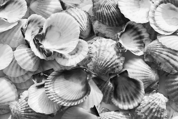 Identische Muscheln Aus Muscheln Nahaufnahme Schwarz Weiß Foto — Stockfoto