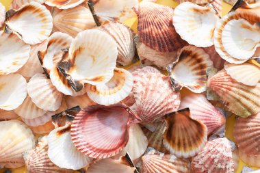 Deniz kabuklarının özdeş midyeleri, yakın çekim, yaz ve seyahat konsepti.