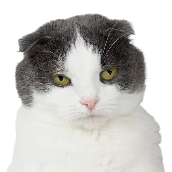 Portrait Lop Eared Cat Contemptuous Expression Isolated White Background — Stock Photo, Image