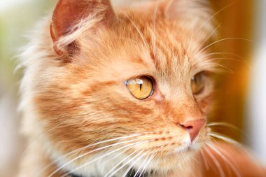 Güzel kırmızı evcil bir kedinin portresi, yakın plan..