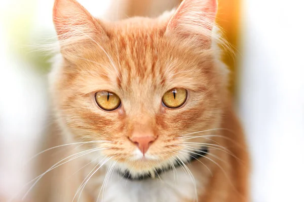 一只漂亮的红色家猫的肖像 — 图库照片