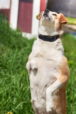 Yeşil çimenlerin üzerinde patileri olmayan kısırlaştırılmış komik sokak köpeği..