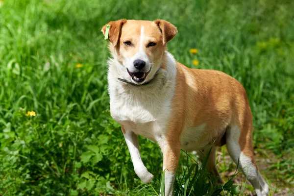 Sterilized funny stray dog without paws on a background of green grass.